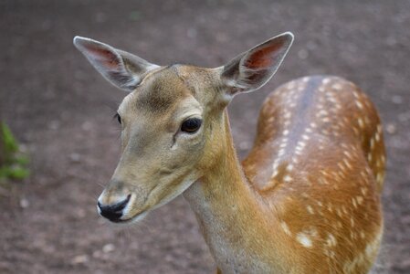 Wild foraging bambi photo