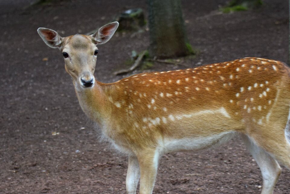 Wild forest fallow deer