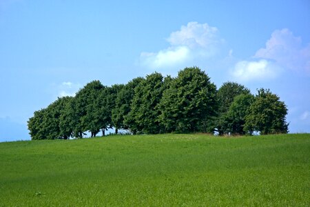 Mood grove of trees meadow photo