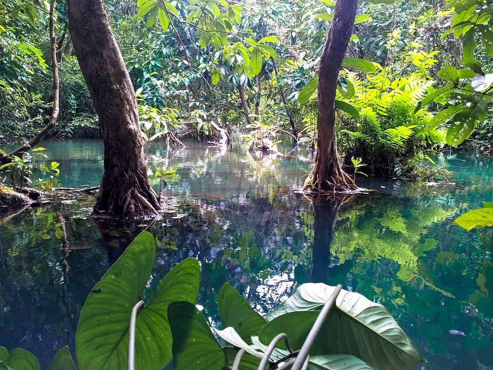 Mangroves tad kuang xi waterfall