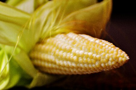 Vegetables plant summer