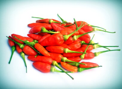 Hot chili paprika photo