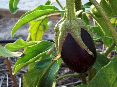 Eggplant fruit orchard