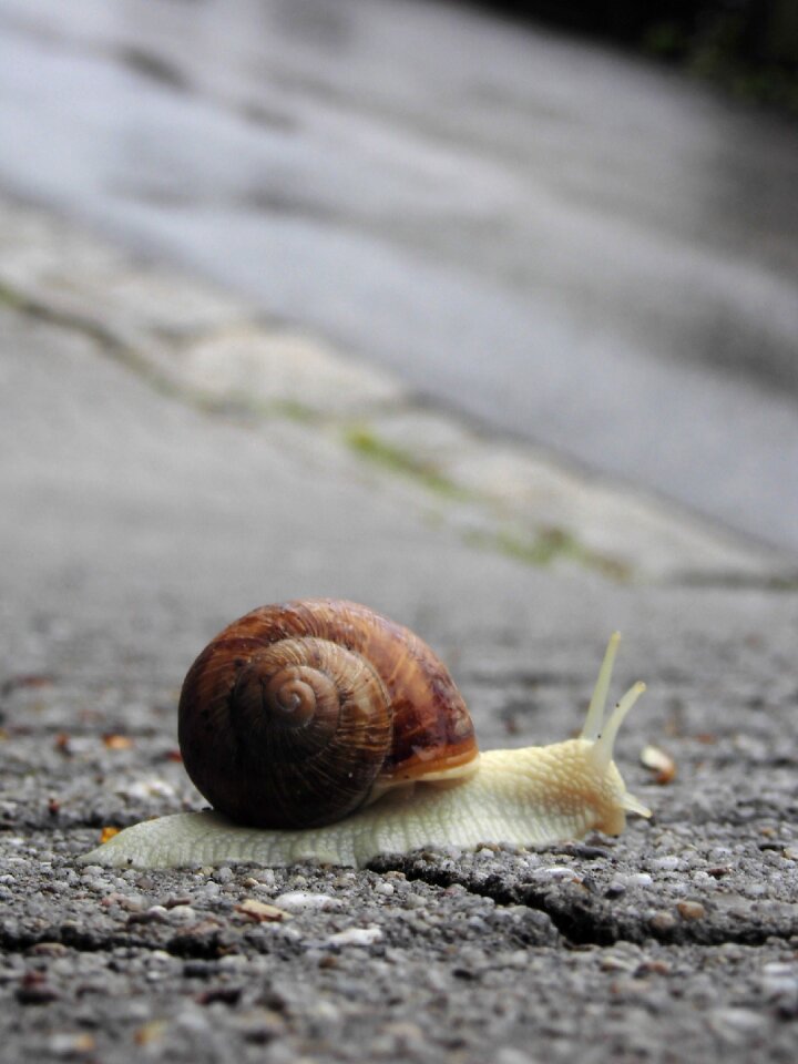Creature shell nature