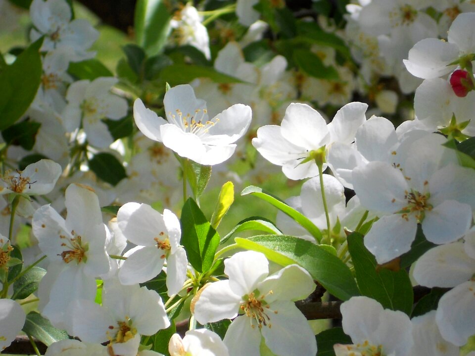 Plant spring summer
