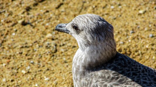 Gray portrait nature