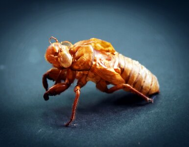 Animalia antenna background