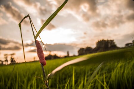 Egg shells green view sunset photo