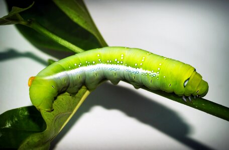 Creepy poisonous nobody