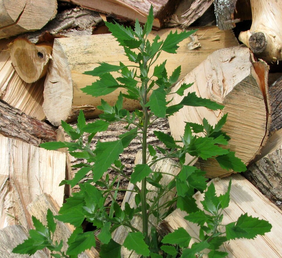 Chenopodium album worldwide edible weed moneymore