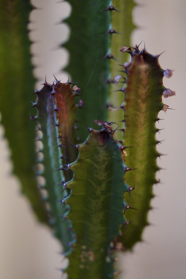 Sting close up plant