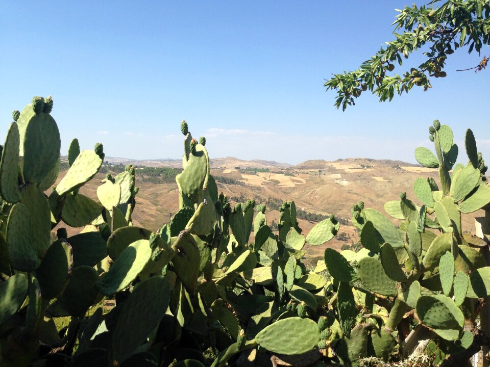 Prickly pear sicily summer