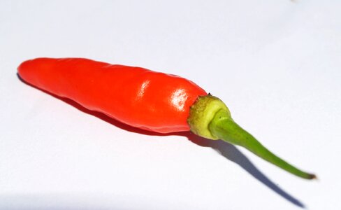 Hot chili paprika photo