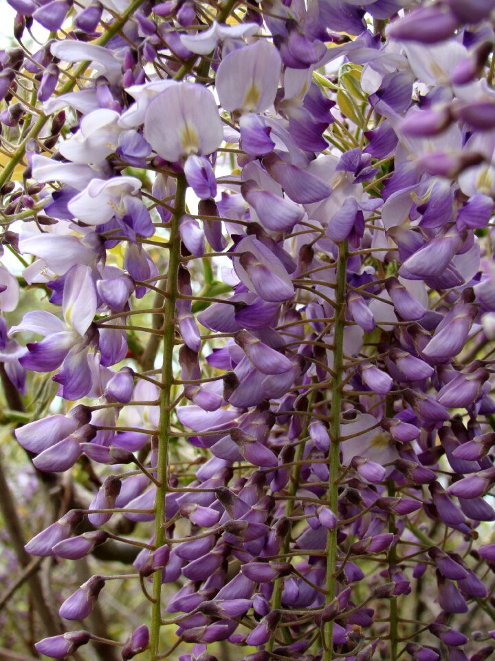 Nature summer bloom