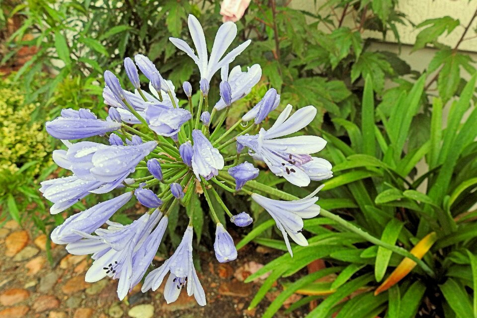 Bloom blue amaryllidaceae