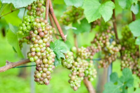 Zurich white wine harvest
