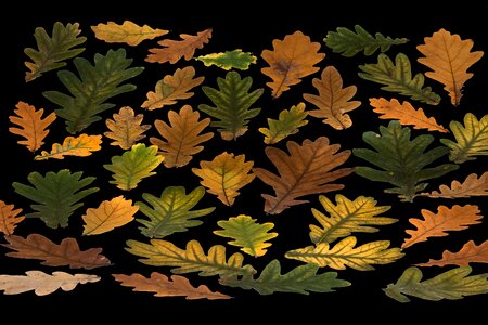 Autumn leaf autumn foliage leaf