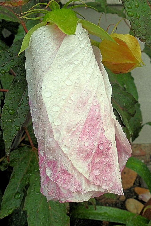 Rain blossom bloom