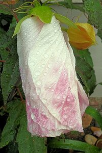 Rain blossom bloom