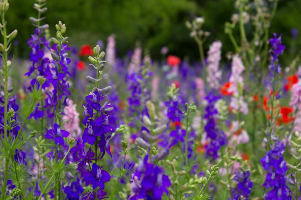 Spring floral bloom