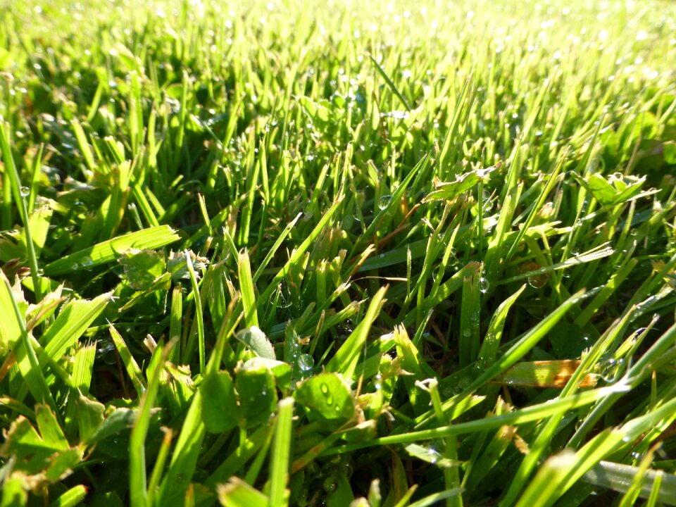 Morning plant nature
