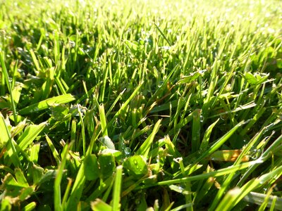 Morning plant nature