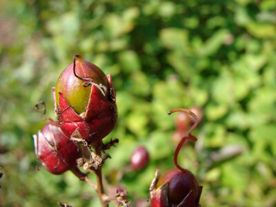 Crepe fruit flora photo