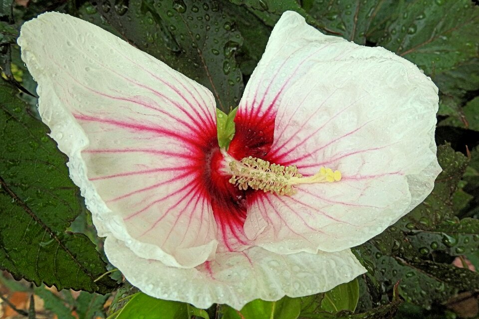 Rain blossom bloom