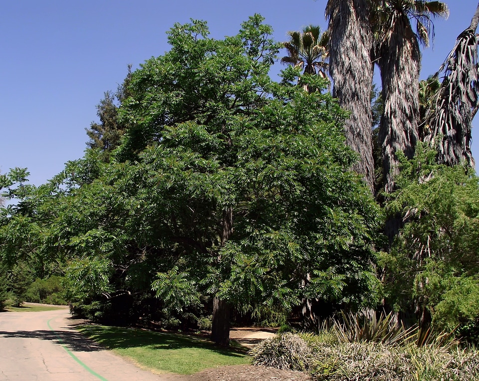 Scenic arboretum lane