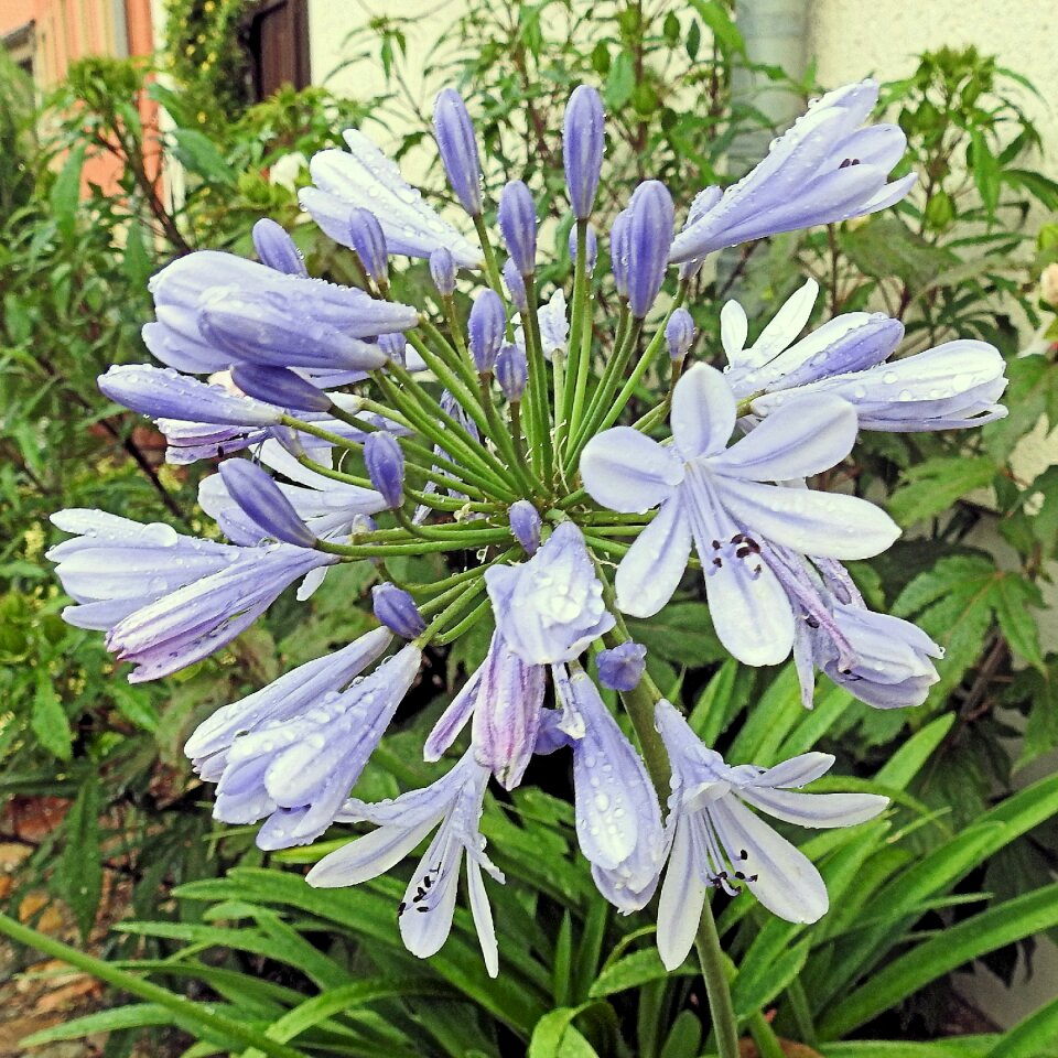 Bloom blue amaryllidaceae