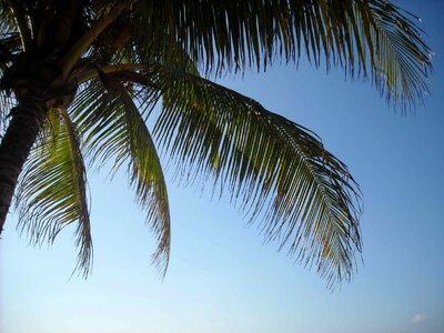 Palm beach sea
