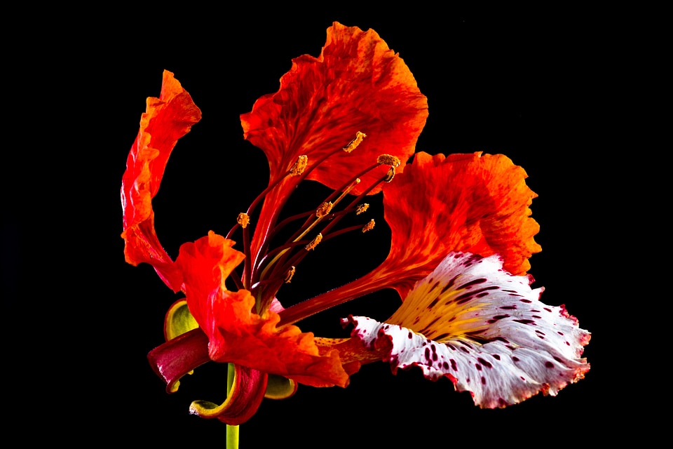 Blossom bloom red