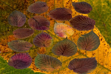Autumn leaf autumn foliage leaf