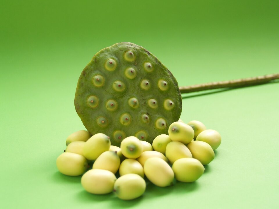 Leaf pod indian