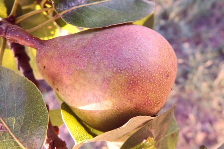 Healthy summer orchard