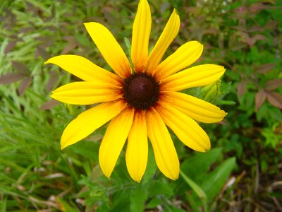 Asteraceae flower