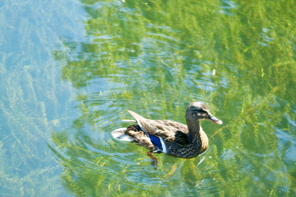 Water animal pond