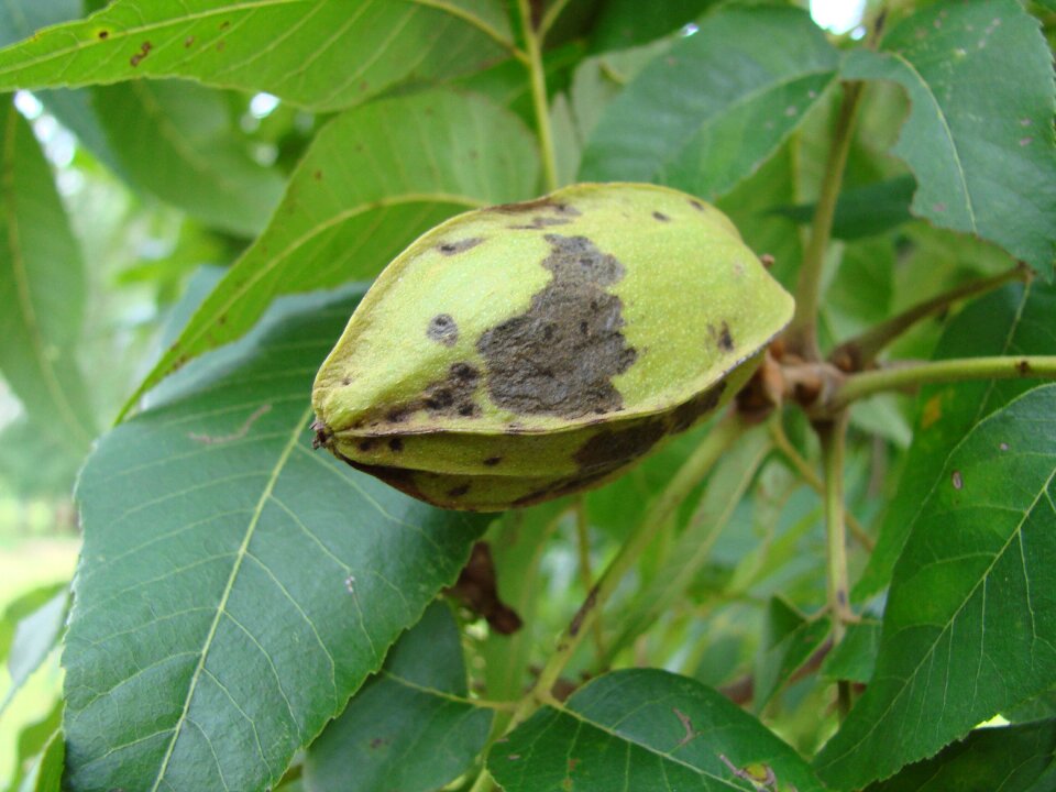 Carya illinoinensis tree growing