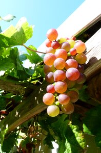 Wine grapes wine berries