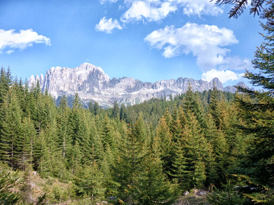 Forest landscape evergreen