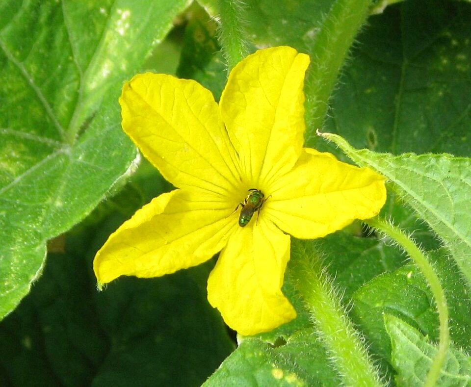 Flower close-up pollination