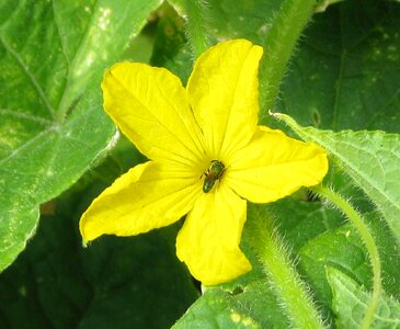 Flower close-up pollination