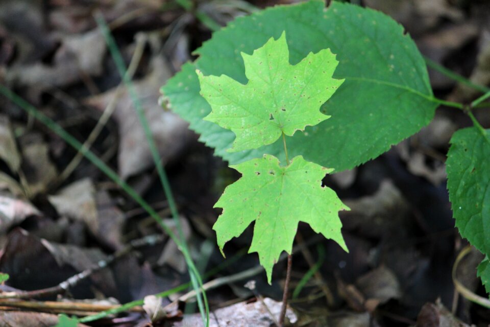 Foliage spring young