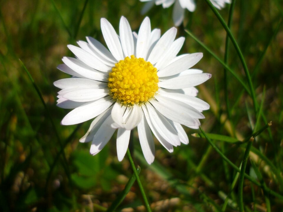 Plant spring nature