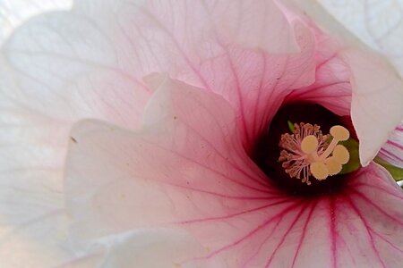 Bloom close up white flowers photo