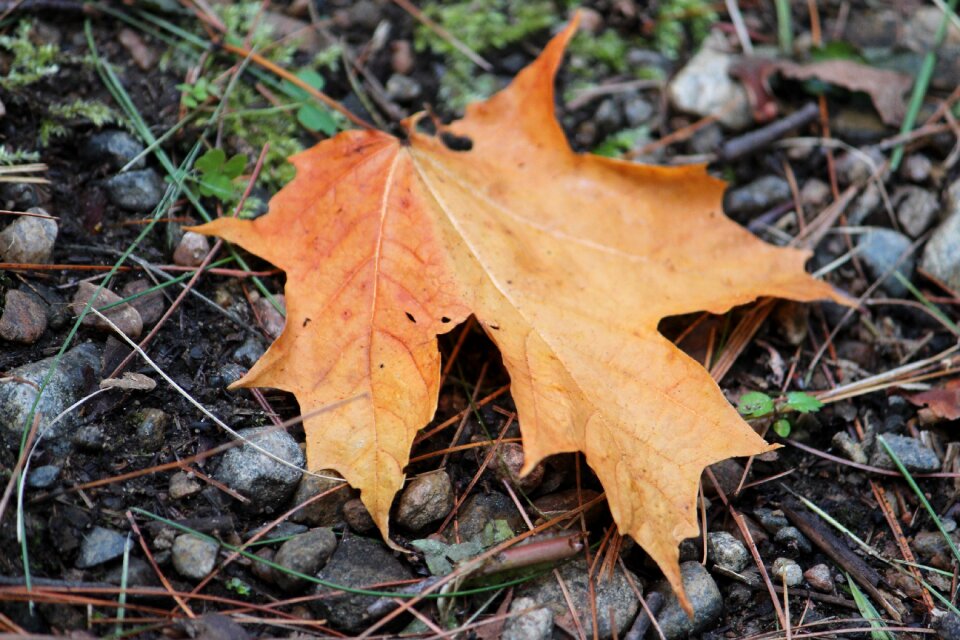 Nature autumn season photo