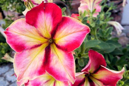 Ornamental plant bloom summer flowers
