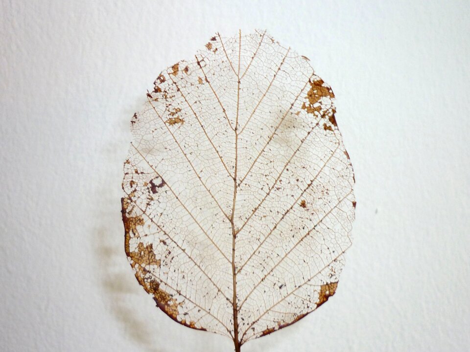 Leaf skeleton dry nature