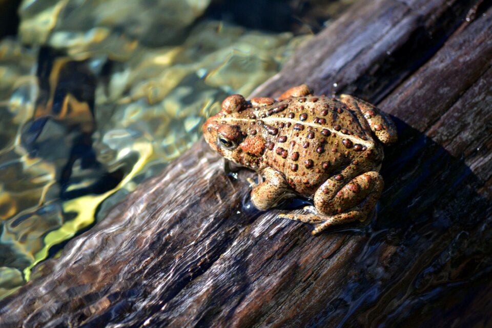 Wild reptile
