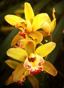 White green yellow